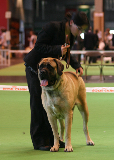 CH. Bagheera'spirit des Chenaies de Kom Pystou