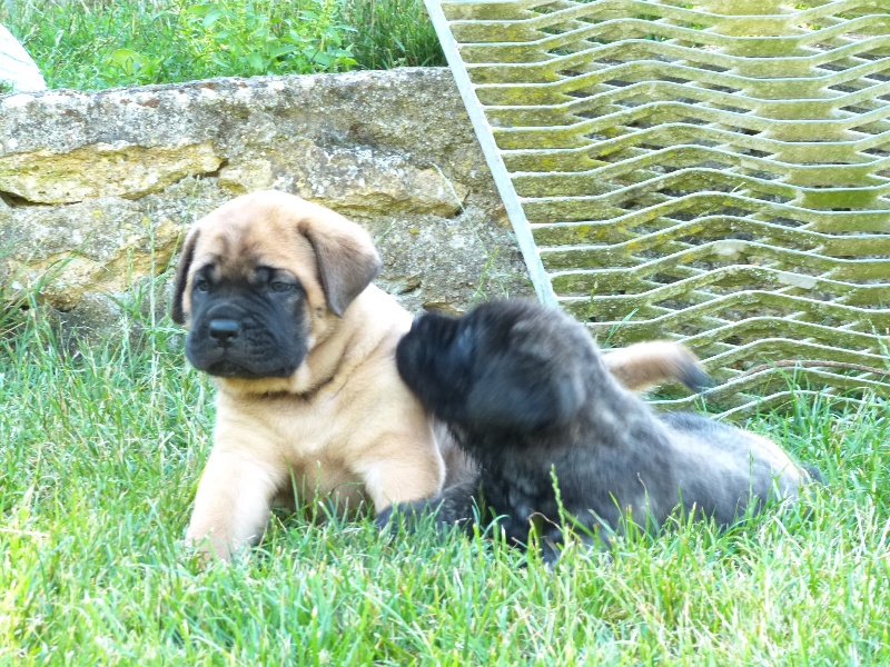 of lions'spirit - Mastiff - Portée née le 20/06/2013