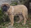 Fibee (CHIOT verte foncée)