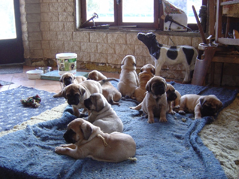 of lions'spirit - Mastiff - Portée née le 20/11/2008