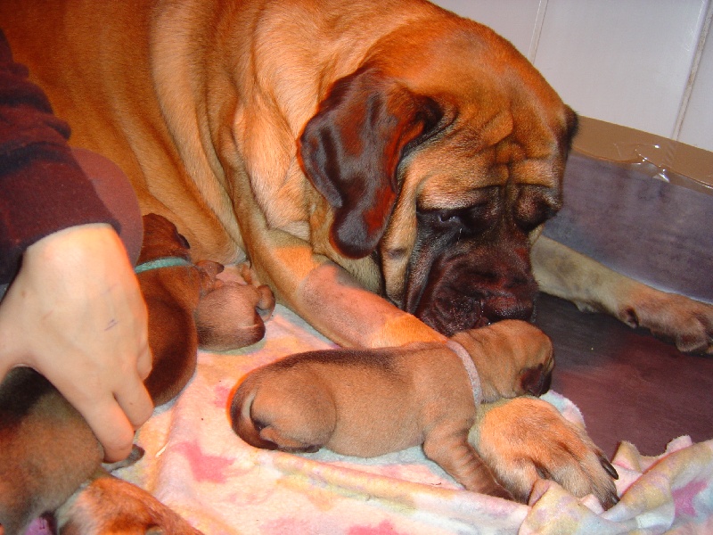 Les bebes Baghee/Bachkir octobre 2010