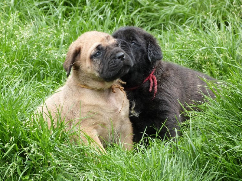 of lions'spirit - Mastiff - Portée née le 05/04/2015